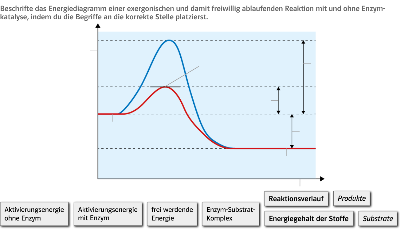 Enzymstrukturdiagramm